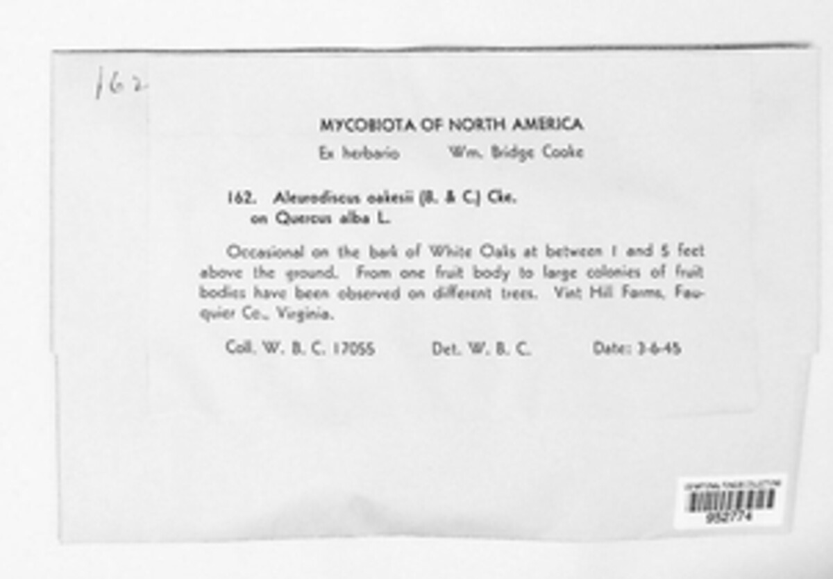 Acanthophysium oakesii image